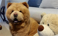 松狮犬公的好还是母的好