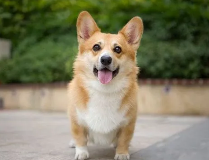 柯基犬和比格犬哪一个好养