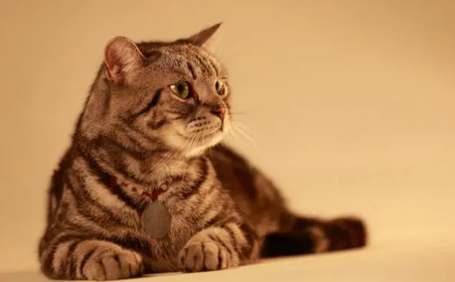 感觉猫的呼吸很急促肚子起伏大 感觉猫的呼吸很急促肚子起伏大