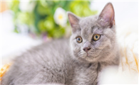 养猫之后自己身上老是痒是怎么回事呢