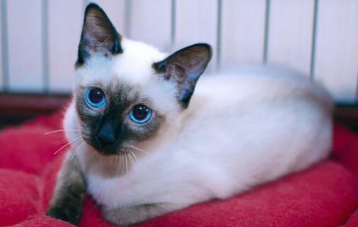 蓝猫和暹罗猫的混血?会是什么样的猫咪呢