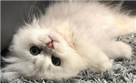小猫咪不拉粑粑怎么回事