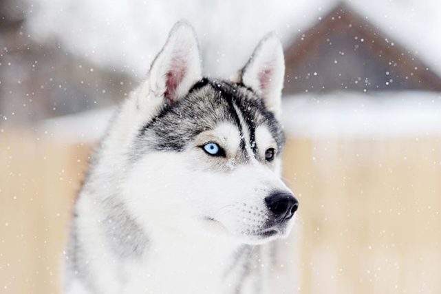 阿拉斯加雪橇犬是哈士奇吗?不是,但却有点渊源! 阿拉斯加雪橇犬是哈士奇吗?不是,但却有点渊源!
