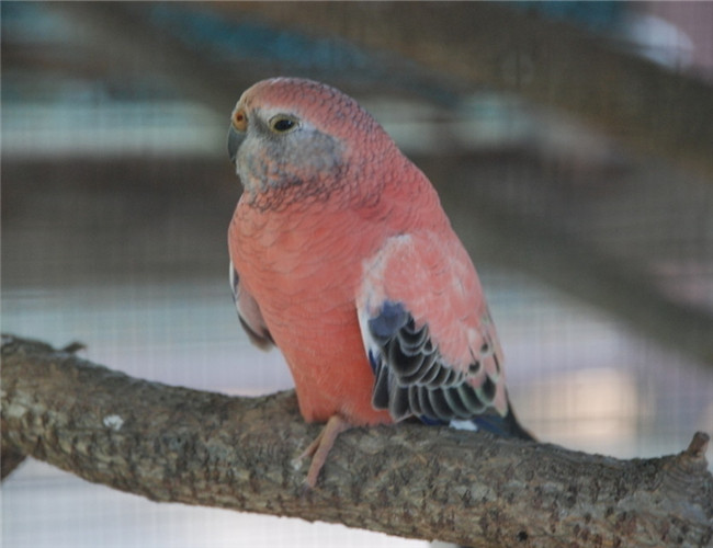 岩蕨植被区竟有一只隐身鸟！漂亮的红色伯克氏鹦鹉你喜欢吗？