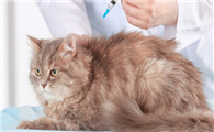 猫咪打完疫苗精神不好正常吗