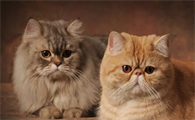 猫咪刚吃完猫粮就吐了怎么回事