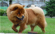 松狮犬是不是藏獒血统