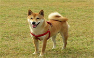 秋田犬和柴犬哪个更适合家庭