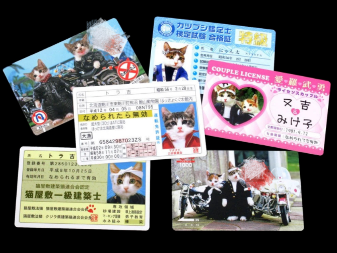 捡了4只小奶猫，却意外靠它们赚了几十亿…这是捡了财神爷啊