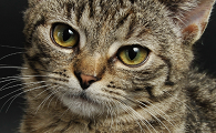 猫体外驱虫要不要戴脖圈