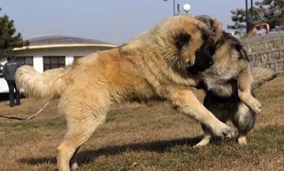 高加索犬和藏獒谁厉害 高加索犬和藏獒谁厉害