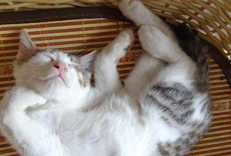 猫砂一大坨是尿吗 猫砂一大坨是尿吗