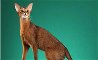 阿比西尼亚猫多少钱一只幼崽