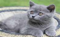 英短蓝猫是哪个国家的猫