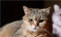 猫脚垫烂了怎么引起的呢