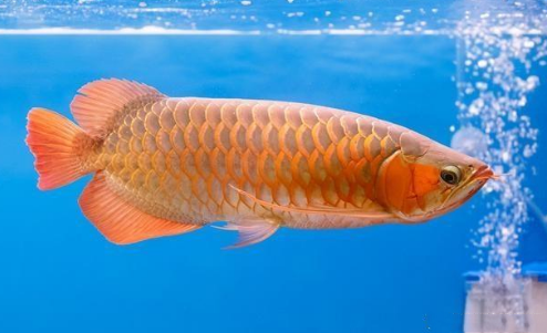 橙红龙鱼的寿命是多长，它能陪伴你多久呢？