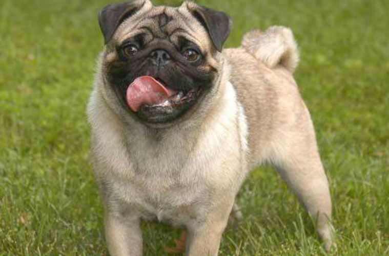 沙皮狗和八哥犬的区别