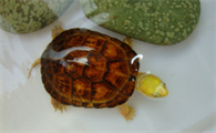 黄喉拟水龟是国家保护动物吗