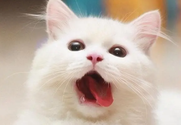 猫为什么呕吐把猫粮吐出来了怎么回事 猫为什么呕吐把猫粮吐出来了怎么回事