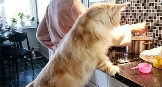 千万别养缅因猫,养缅因猫的十大忠告 千万别养缅因猫,养缅因猫的十大忠告