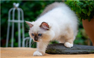 猫拉屎拉的一颗颗的是什么原因
