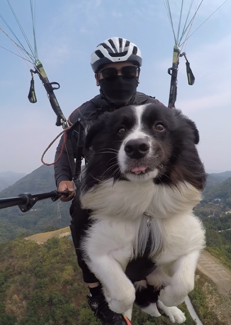 长沙一宠物犬坐滑翔伞上天羡煞网友：这是只见过世面的狗子