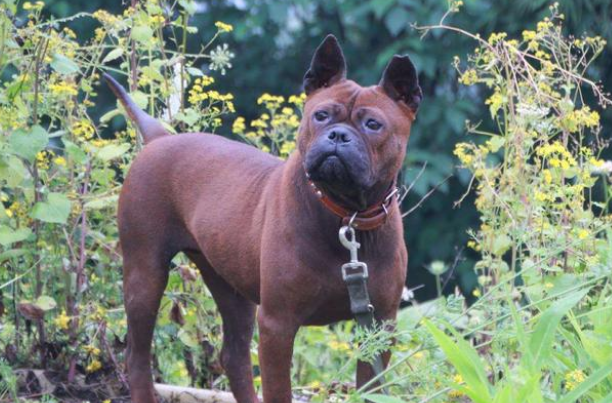 川东猎犬到底好不好 川东猎犬到底好不好