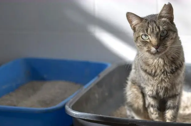 如何快速让猫咪学会上厕所