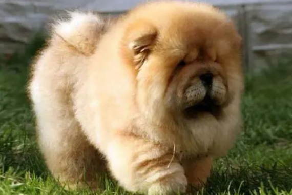 松狮犬和哈士奇哪个好养 松狮犬和哈士奇哪个好养
