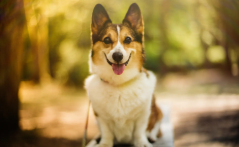 狗狗寄生虫有几种 狗狗寄生虫有几种