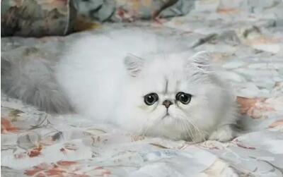 猫咪得了猫藓一般多久能治好 猫咪得了猫藓一般多久能治好