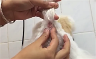 狗狗的肛门腺多长时间清理一次比较好