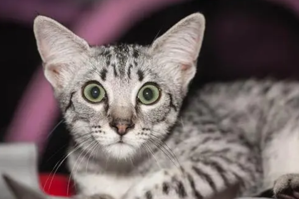 埃及猫多少钱一只