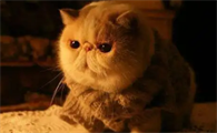 加菲猫泪痕怎么擦的干净
