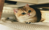 金渐层是英短猫吗