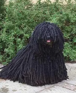 一篇文章教你如何分辨波利犬和可蒙犬