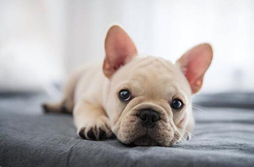 法斗犬价格多少钱一只 法斗犬价格多少钱一只
