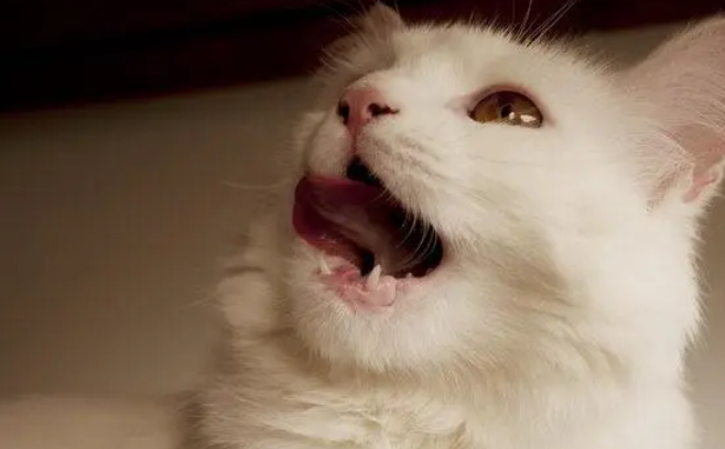 猫打喷嚏不吃东西吐是什么原因