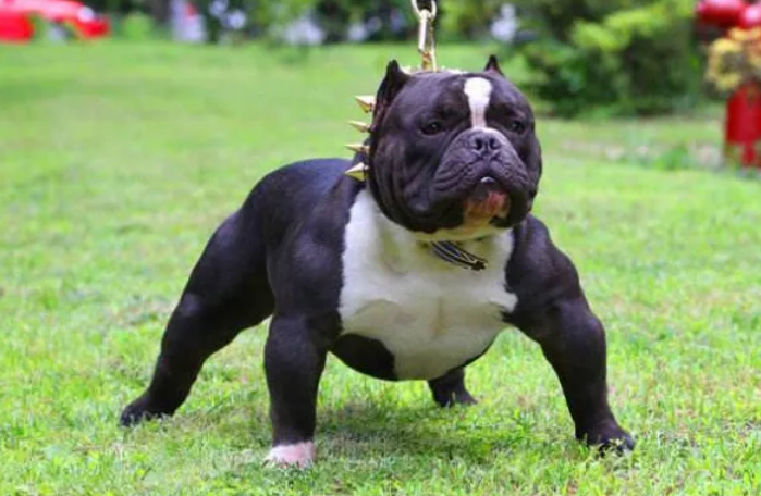 恶霸犬为啥养的都后悔