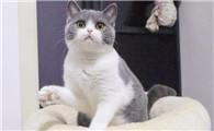 英国短毛猫幼猫价格