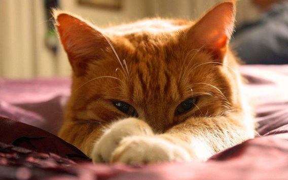 猫吃桃子会怎么样 猫吃桃子会怎么样