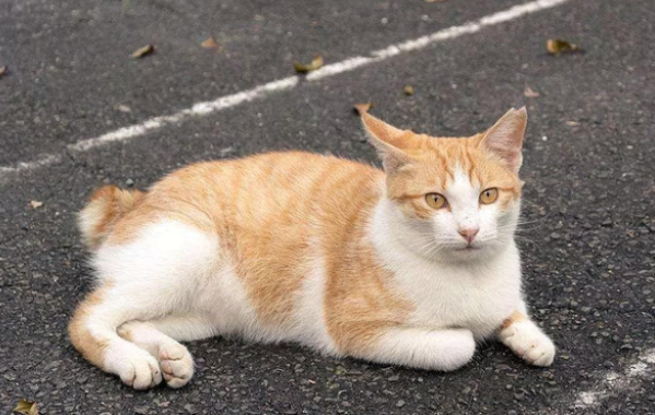 放跑客人寄存的猫怎么处理 放跑客人寄存的猫怎么处理