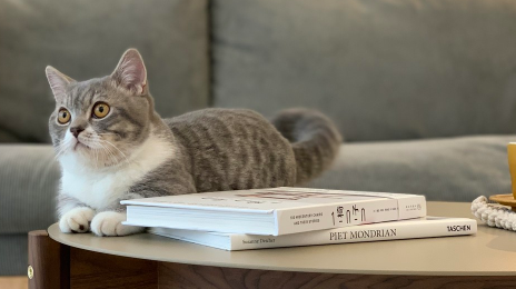 猫尿床打了以后能记住吗