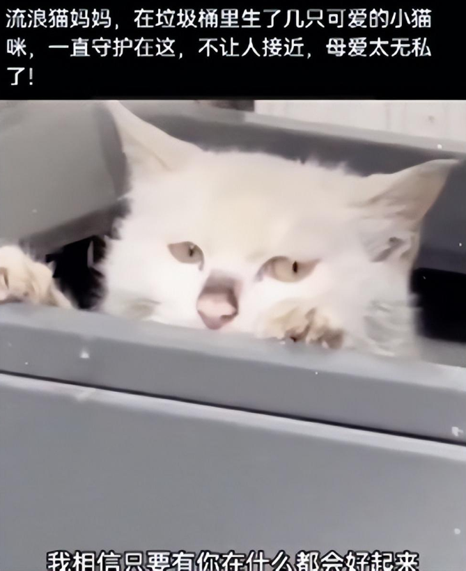 1只流浪猫待在垃圾桶里,守着不让人靠近:里面有我的孩子们呀 1只流浪猫待在垃圾桶里,守着不让人靠近:里面有我的孩子们呀