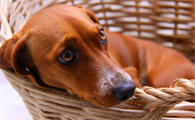 狗和猫哪个容易得狂犬病的几率