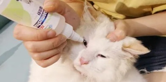 猫咪眼睛发炎可以用氧氟沙星吗 猫咪眼睛发炎可以用氧氟沙星吗