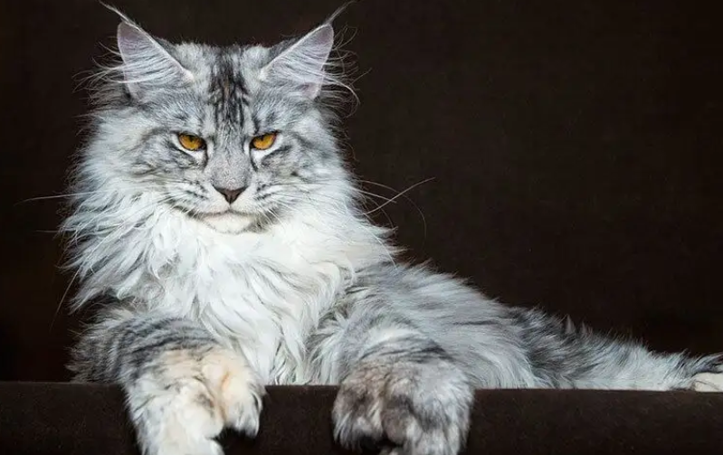 猫咪舔了消毒液拖过的地板怎么办 猫咪舔了消毒液拖过的地板怎么办