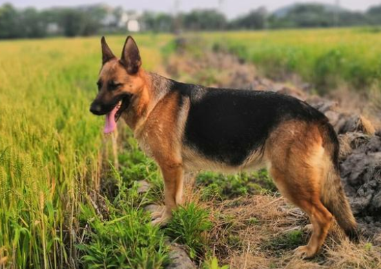 德牧犬怎么样的品相最好