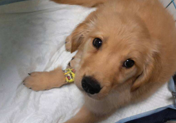 犬瘟多久吃东西吗
