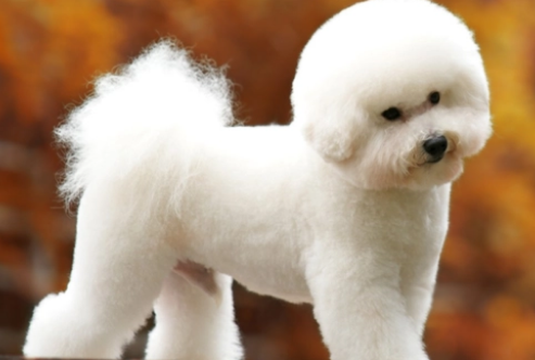 比熊犬肚皮长黑色大块斑怎么回事